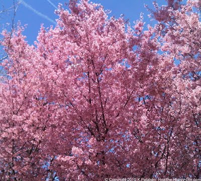 washington-dc-cherry-blossoms