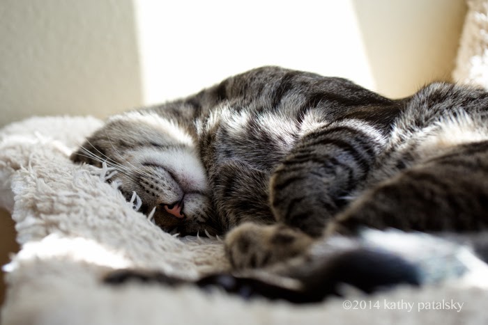 kitten sleeping kitten sleeping