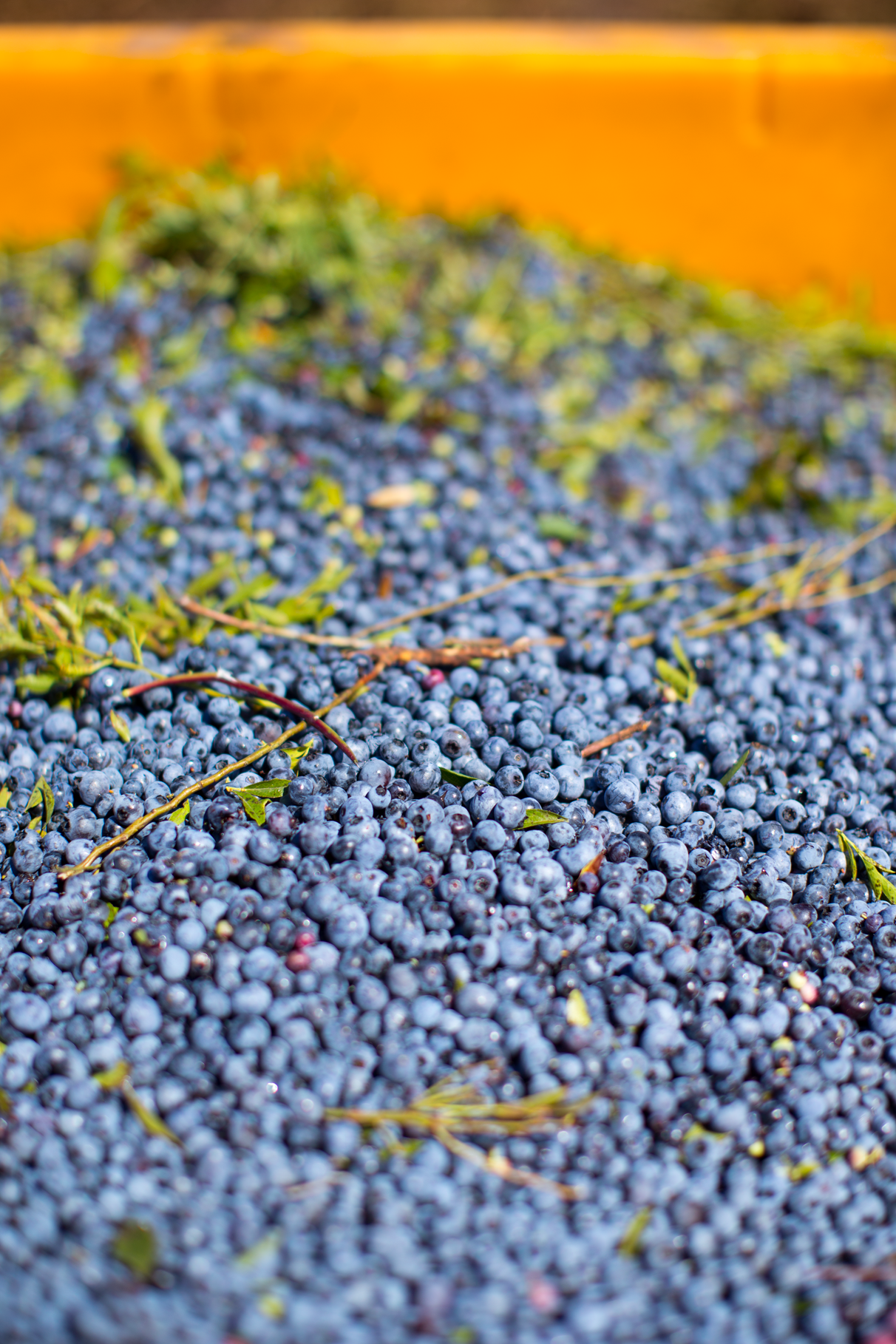 maine wild blueberries
