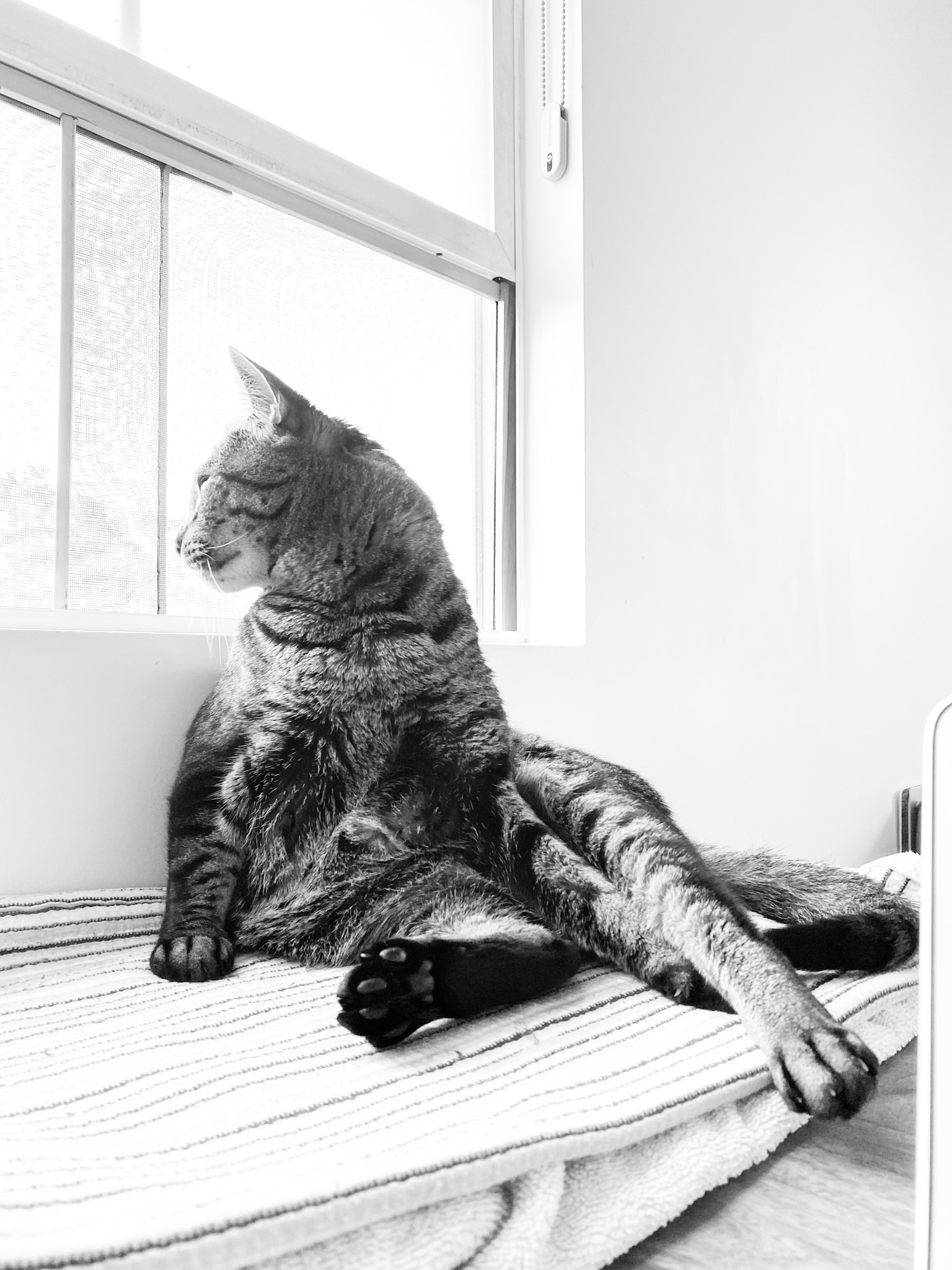 sochi the cat lounging