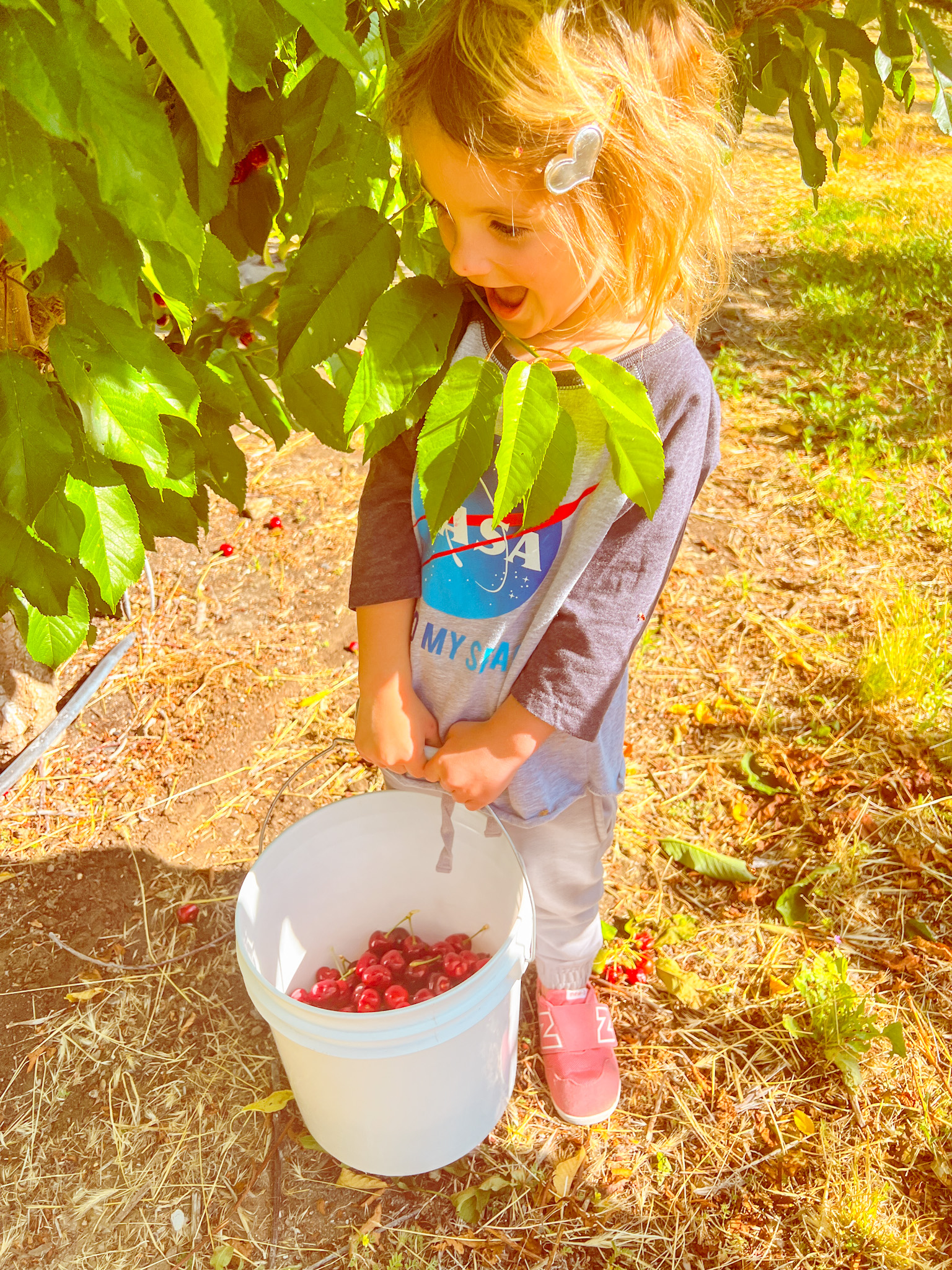 cherry picking with a toddler cute