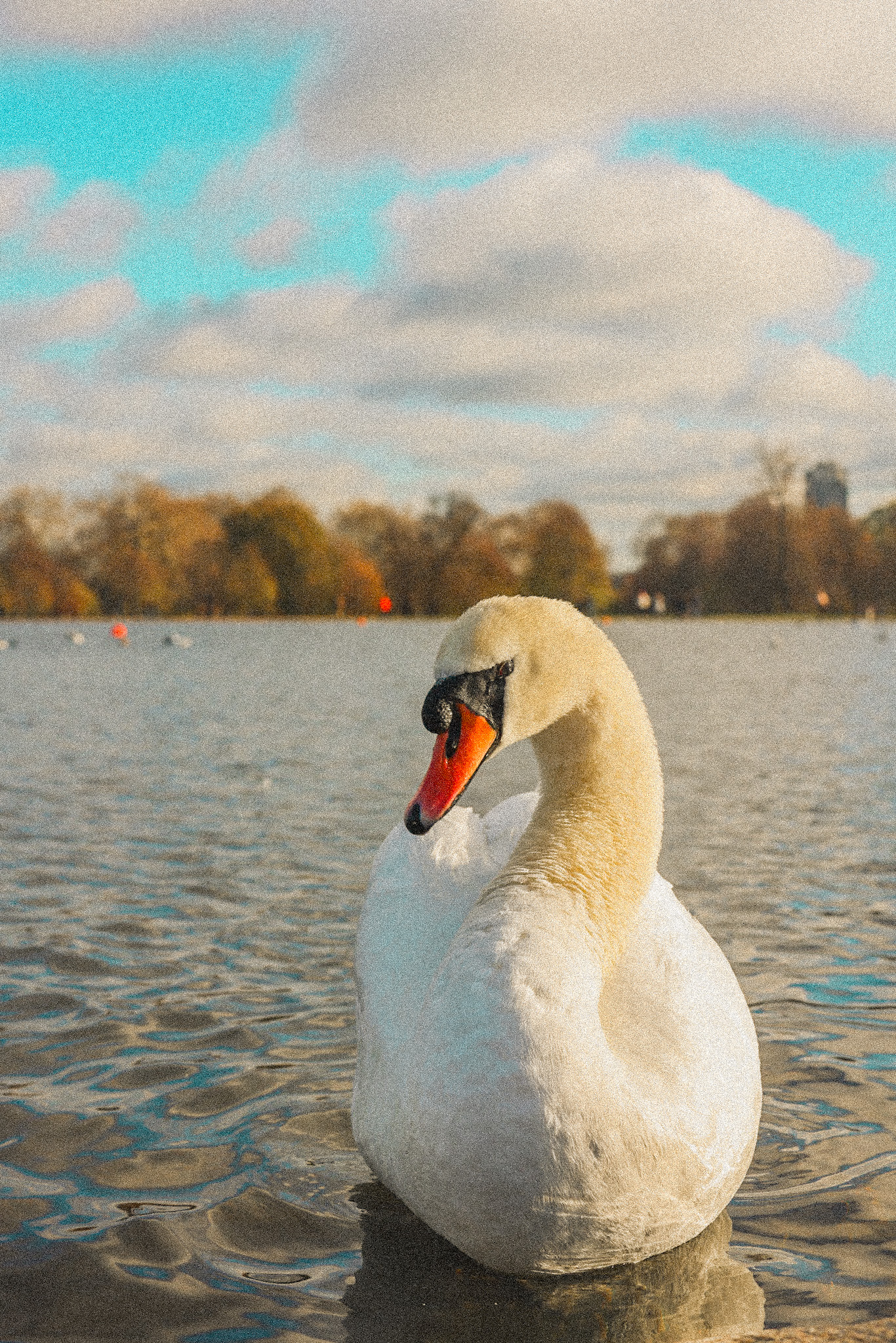 fluffy swan Hyde Park round pond kensington