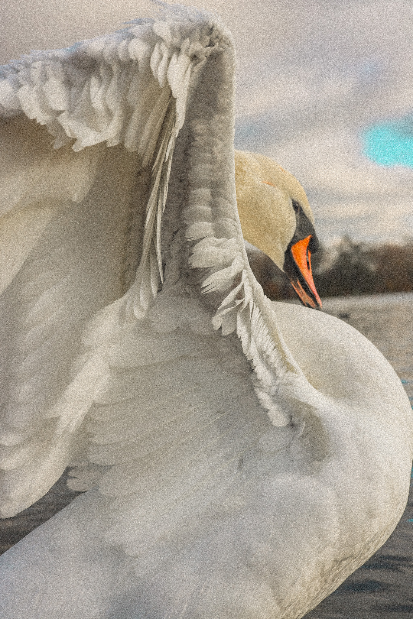 inside of swan wings London