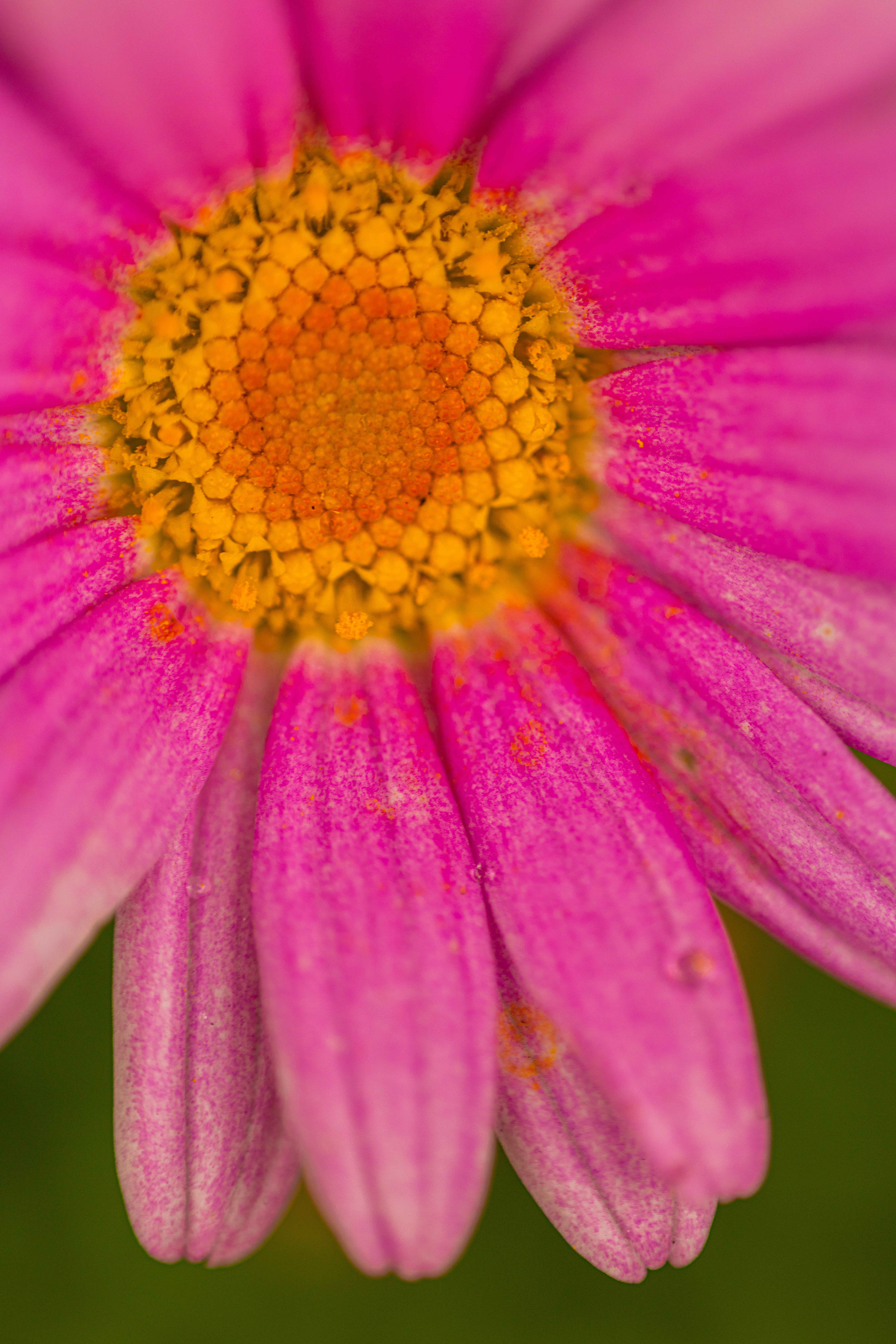 macro image of a pink flower with yellow center